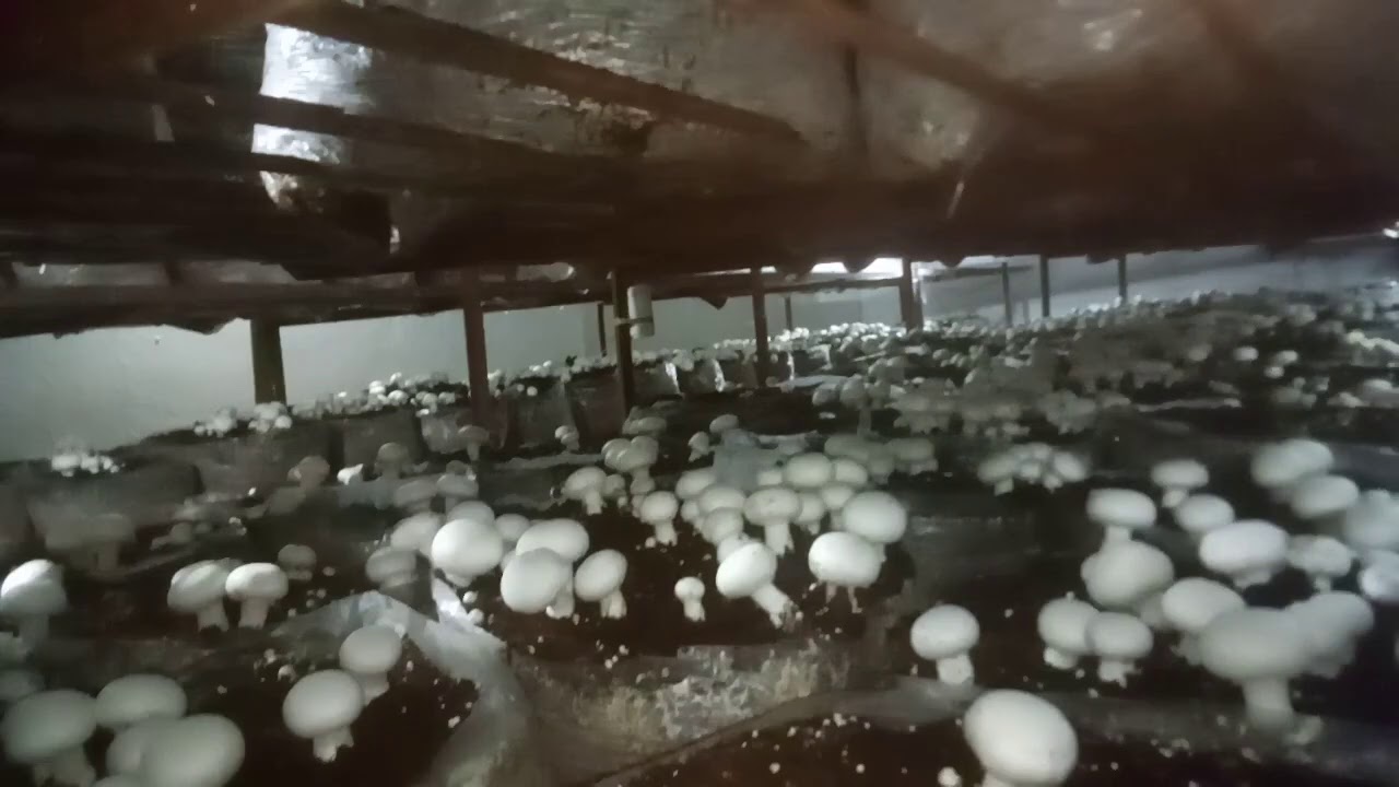 More about wet bubble disease YouTube