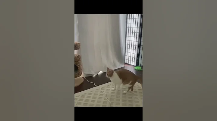 Video 6844961: sounds cats funniest, cat cute funny