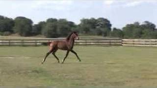 Sold Elena Roy --- 2007 Bay P.r.e. Andalusian Mare