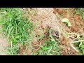 How to plant sweet patatoes 2023 July 03