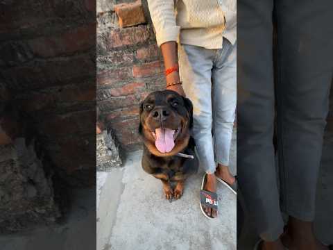 Don't touch my brother 😱#viral #dog #trending #rottweiler #vlogs #shorts
