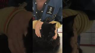 Demo nail cap removal and application on feline screenshot 4