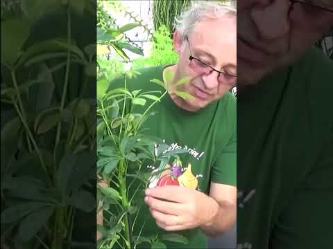 Vidéo: Growing Schefflera : Conseils pour l'entretien des plantes Schefflera