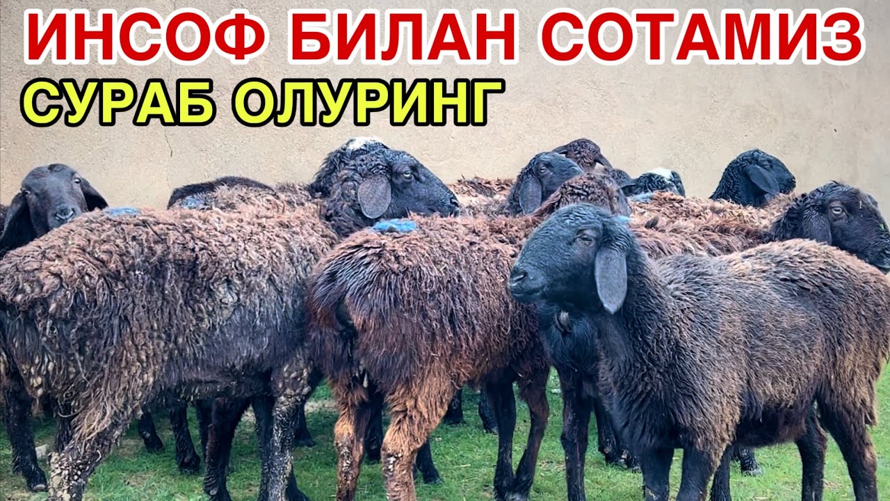 АРЗОН БУЛДИ! ☎️+998 99 291 4995