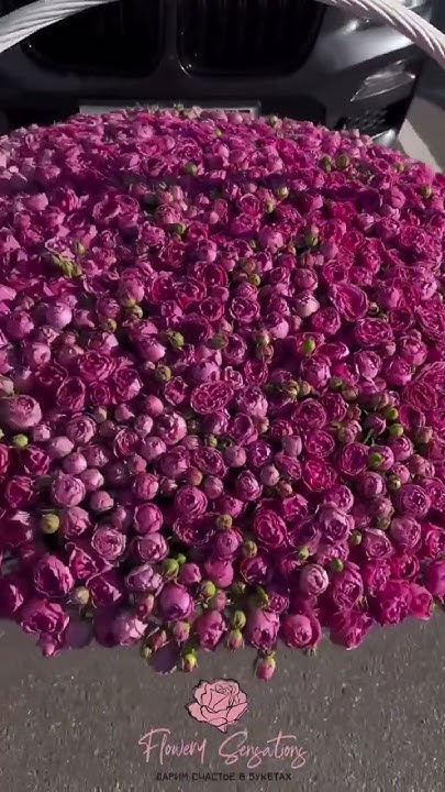 501 кустовая роза пионовидная роза Мисти баблс в корзине😍♥️ #flowers # ...