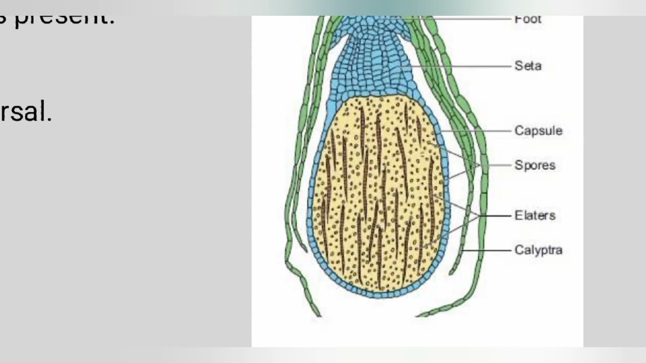 Origin  & Evolution of Bryophytes