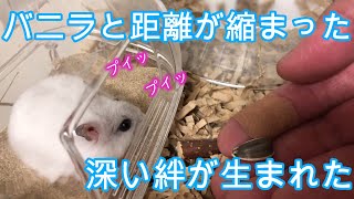 【ハムスター】ハムスターと人間の絆が深まった奇跡の瞬間 これからもバニラを大切にします！