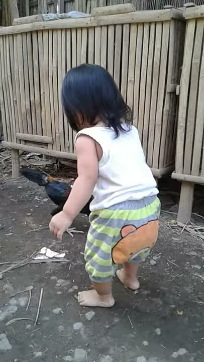 kabuuuuurrrrr...dipatok ayam 😅