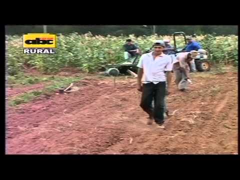 Video: Cultivo de sésamo a partir de semillas: cómo plantar semillas de sésamo en el jardín