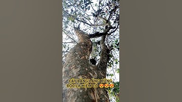 CÂY BẰNG LĂNG RỪNG ĐỘC LẠ HIẾM CÓ KHÓ TÌM TRÊN TÂY NGUYÊN HÙNG VĨ.