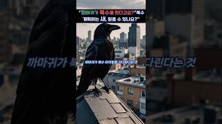 &quot;까마귀가 복수를 한다고?!&quot; #지식 #올바른정보 #이슈 #까마귀 #동물심리 #이건몰랐지 #복수 #동물