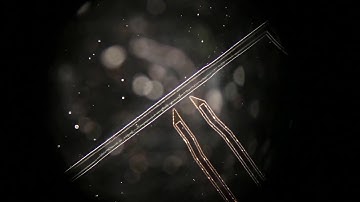 Dielectrophoresis testing (failed)