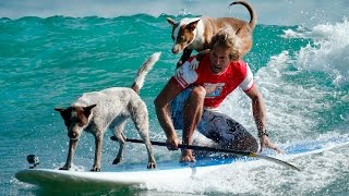 Surfing Dogs by Uzoo 36,596 views 7 years ago 1 minute, 23 seconds