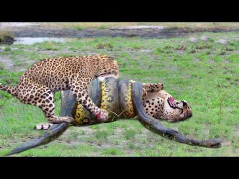 Leopard Vs Enormous Python Hunting - EPIC ANIMAL FIGHTS IN THE AMAZON ...