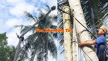 Quá gây cấn khi Vua Khỉ cưa khớp khúc cây Dừa cao khoảng 18 mét . Cutting coconut tree.