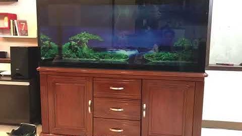 Hồ cá rồng thi công tại nhà anh Tuấn  Biên Hòa - Đồng Nai