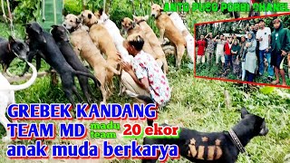 Grebek Kandang Team Md  Madu
