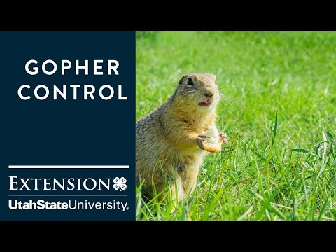 Video: Gopher Control: Gophers-dən necə qurtulmaq olar