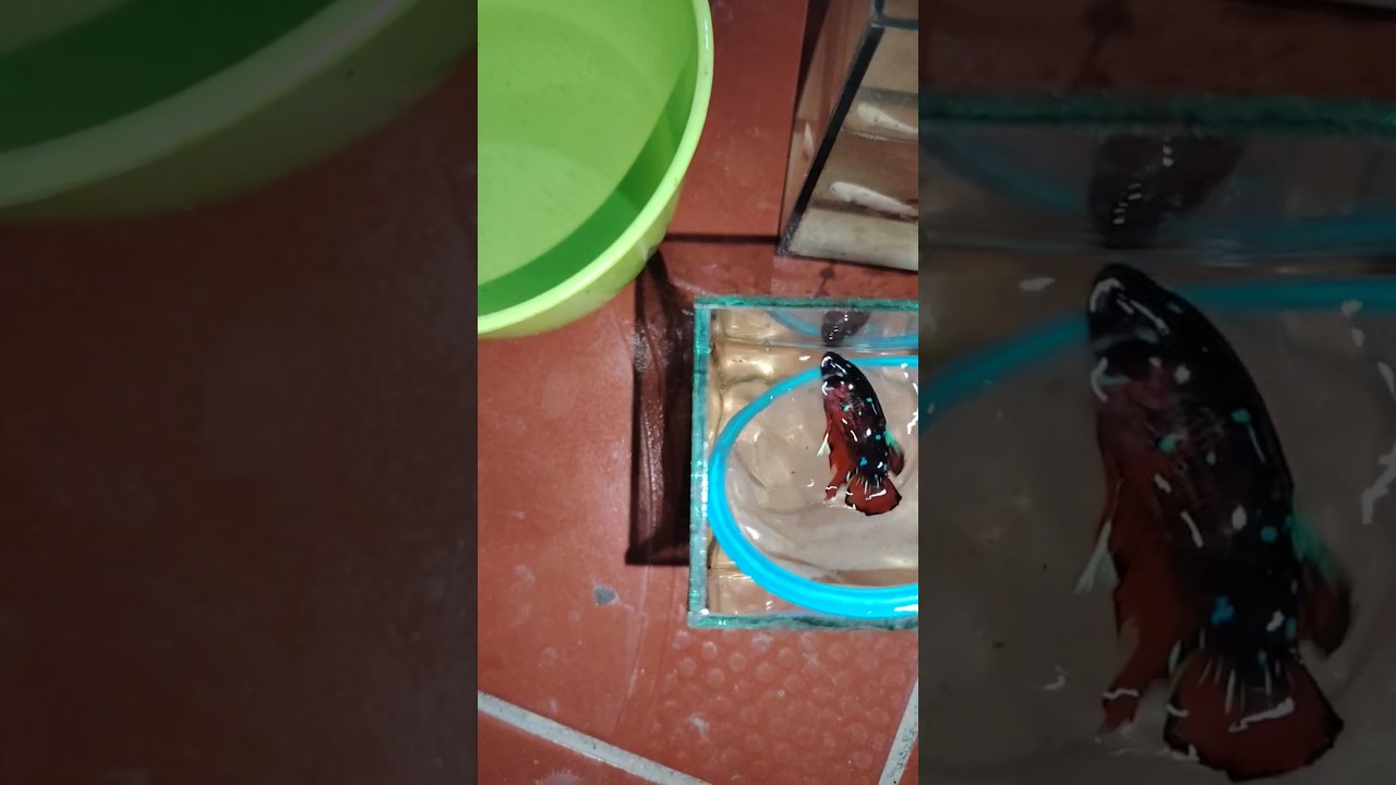 Change the water for my betta 