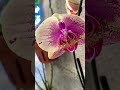 Phalaenopcis recién trasplantada #plantas#plantas#jardin