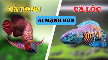 Cá Lóc Với Cá Rồng - Ai Mới Là Kẻ Săn Mồi Đỉnh Cao?