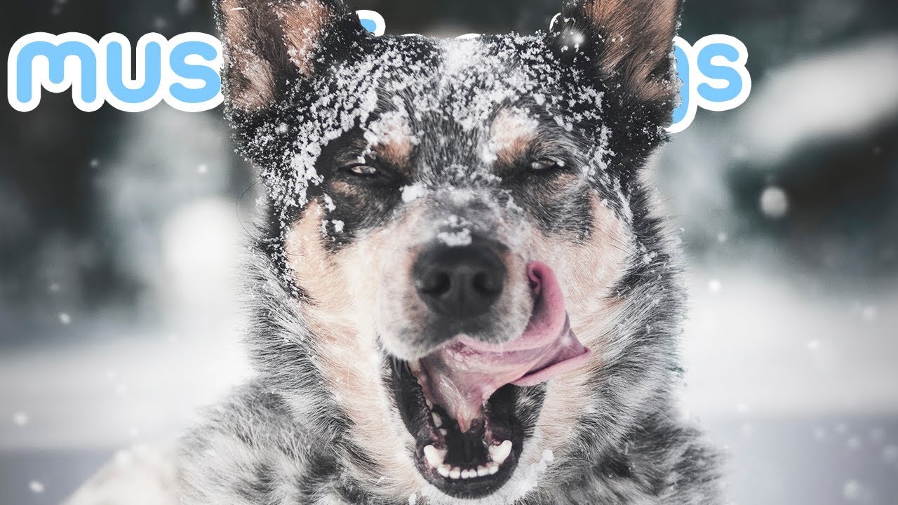 youtube music to calm dogs