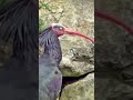 Waldrapp