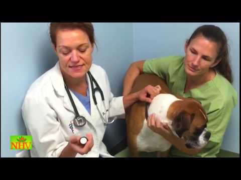 How To Clean Your Dog&#039;s Ears with Dr. Hillary Cook