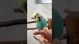 Muhabbet Kuşları Yalnız Kalabilir Mi?