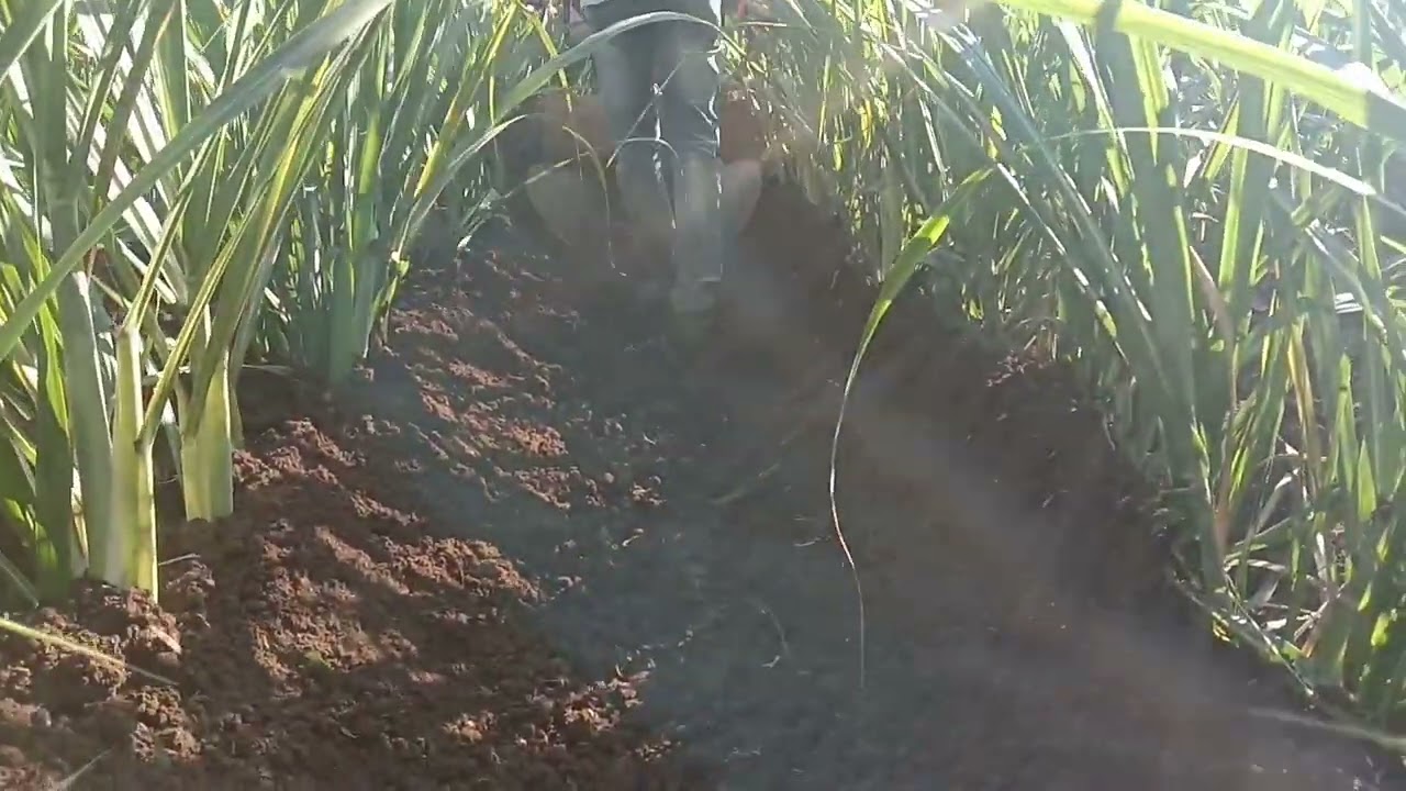 VST 16HP Power Trialer 3.5 ft sugarcane bhar