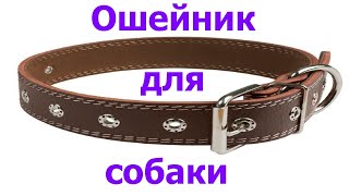 Экспресс изготовление ошейника