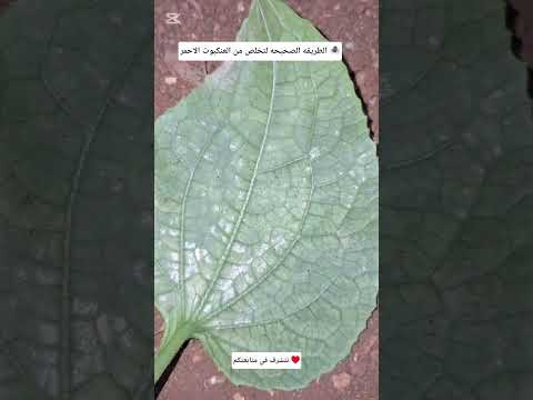 كيف تتخلص من العنكبوت الاحمر بطريقه صحيحه