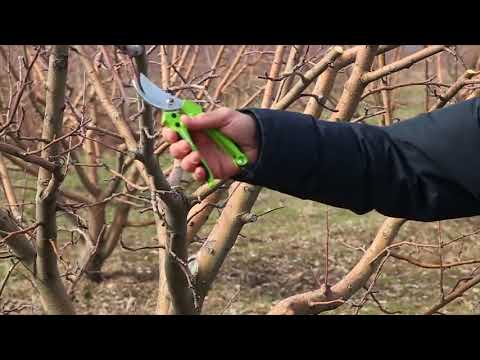 Video: Թթի պտղատու ծառեր աճեցնել. ինչպես խնամել թթի ծառը