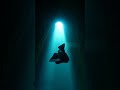 Sea world diver