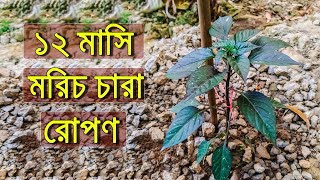 এটেল মাটিতে ১২ মাসি হাইব্রিড মরিচ চারা রোপন পধতি (পর্ব ০১)