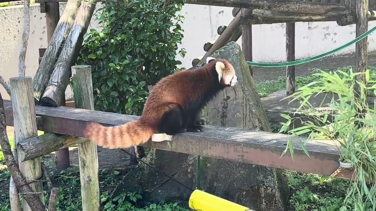 令花ちゃん レッサーパンダ 大森山動物園 IMG 3455 - YouTube