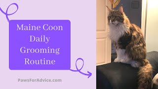 Maine Coon Daily Grooming Routine | Brushing our Maine Coon Cat