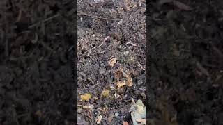 Worm bin for fertilizer #fertilizer #wormbin #wormszone #worms #shorts #fertilizerforplants #shorts