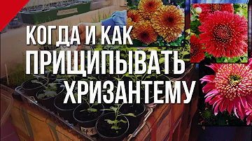 Когда и как прищипывать хризантему.