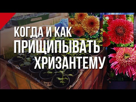 Видео: Грижа за стаята на хризантема