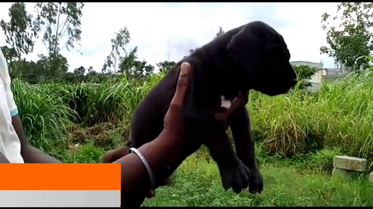 Black European Type Great Dane puppies Sale in Dogshub india udaipur hotels