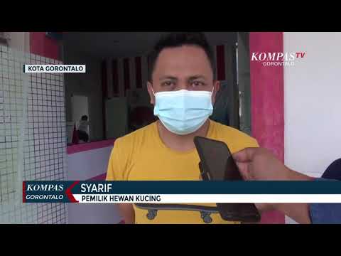 Video: Vaksin Rabies Untuk Kucing: Vaksin Apa Yang Digunakan, Bagaimana Cara Kerjanya, Kapan Melakukannya, Rekomendasi Dari Dokter Hewan, Ulasan