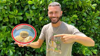 I Bought New Rare Turtle For The Ranch