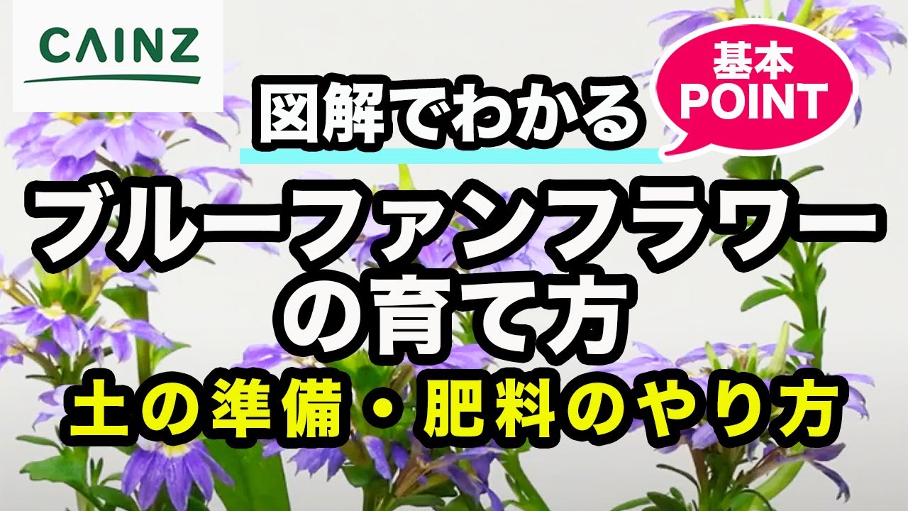 カインズ花図鑑 ブルーファンフラワーの育て方 Youtube カインズ花図鑑 ブルーファンフラワーの育て方 Youtube