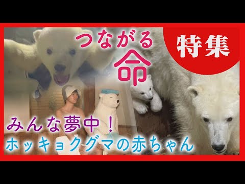 真っ白フワフワ愛くるしい姿はお母さんの愛情の証　北海道・旭山動物園ホッキョクグマの赤ちゃん