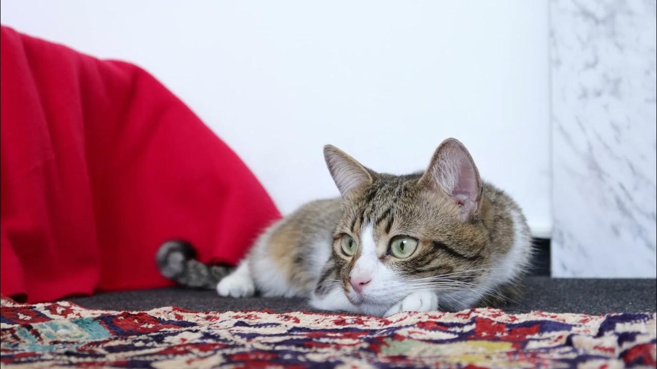 Cat Likes to Sleep on the Floor YouTube