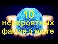 10 невероятных фактов о человеческом мозге