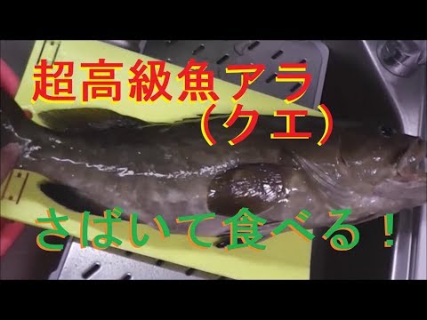 高級魚アラ クエ をさばく クエのさばき方 鍋 しゃぶしゃぶ でいただく Youtube