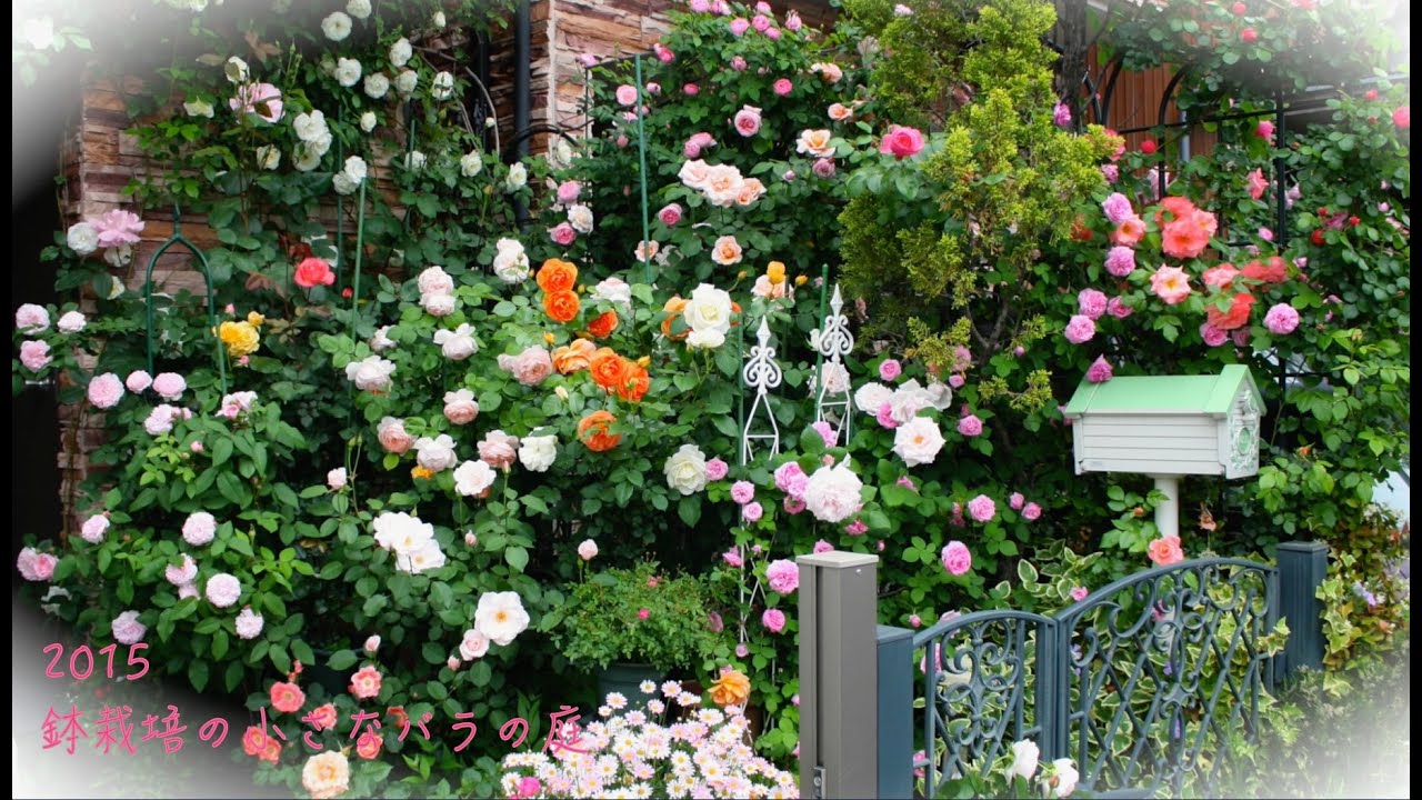 2015年 鉢栽培の小さなバラの庭 Youtube