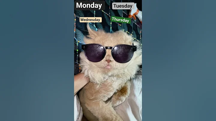 Watch the video about #cat #pets #cattok #funny #catfunny #catvideos #catshorts #love #persiancat #catfunny #catlovers